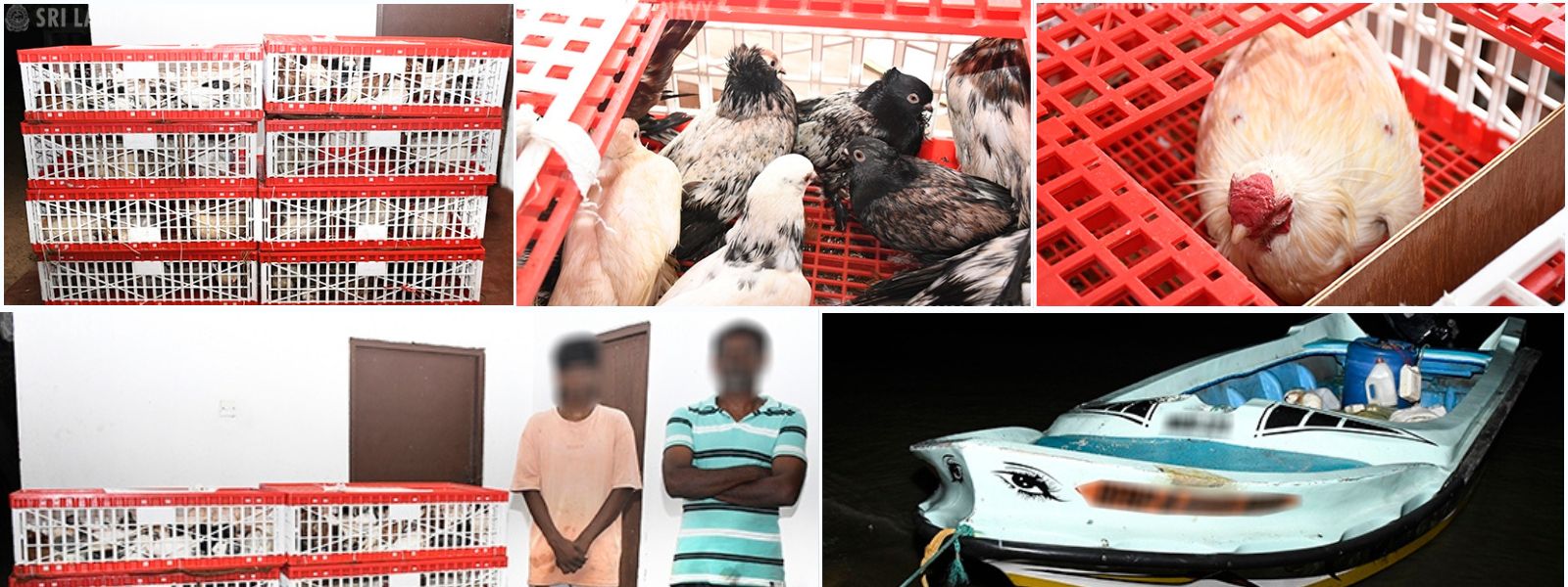 SL Navy Foils Bird Smuggling Operation in Mannar
